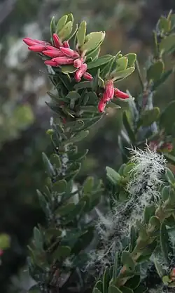 Plutarchia guascensis, heath family (Ericaceae), Colombia
