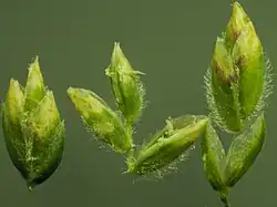 Spikelets with hairy lemmas