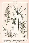 Illustrated features
