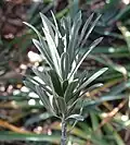 foliage close-up