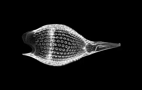 Radiolarian