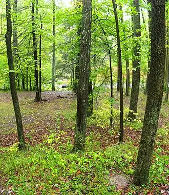 Landscape