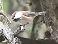 Poecile cinctus sayanus, Myiuta, Altai Republic, Russia