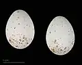 Poecile cinctus lapponicus eggs (Muséum de Toulouse)