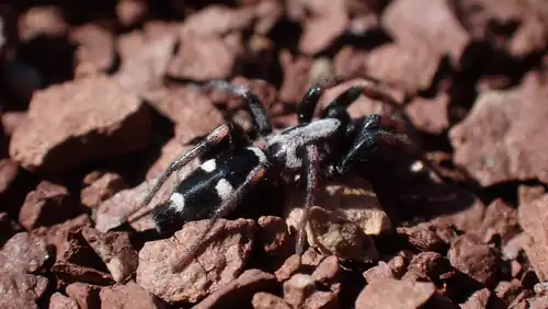P. albomaculata