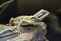 Pogona infant