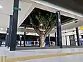 A samanea saman tree inside the station