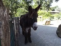 Poitou donkey, Vechtehof