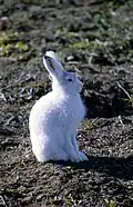 Greenland Arctic hare Lepus arcticus groenlandicus snehare
