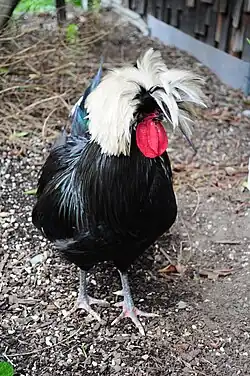 White-crested black cock