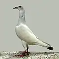 Polish long-faced tumbler (magpie-ice)
