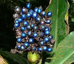 Pollia condensata fruit