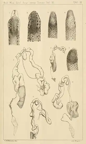 Italian Limax slugs with genitalia dissected out (1888)