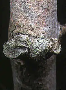 female P. columnaris