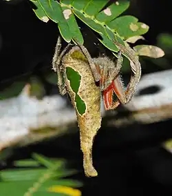P. furcifer