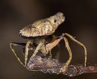 P. laciniosus from Australia