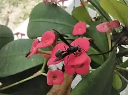 Polybia (Trichinothorax) ignobilis