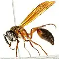 Polybia (Trichinothorax) affinis