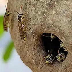 Polybia (Pedothoeca) emaciata