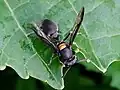 Polybia (Apopolybia) jurinei