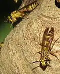 Polybia (Trichinothorax) selvana