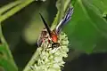 Polybia (Trichinothorax) sericea