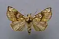 Polychrysia moneta