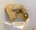 Polymixiid fish