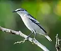 Niue