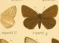 figure from Seitz