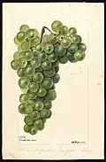 Chasselas Dore variety of grapes (Vitis).