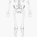 Popliteus muscle