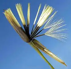 Porophyllum punctatum, with pale pappuses atop dark cypsela-type fruits