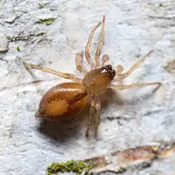 Porrhoclubiona leucaspis