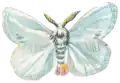 Illustrated adult