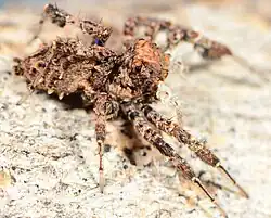 female