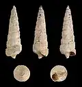 Potamides tricinctus