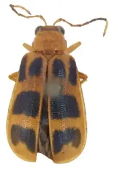 Potamobrotica trifasciata