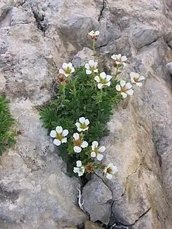 In Slovenia