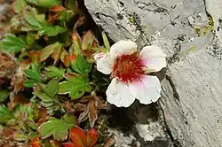 Close up of a flower with a hint of pink in the throat
