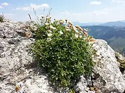 Near Ötscher mountain