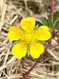 Flower of Potentilla reptans, Wales, UK