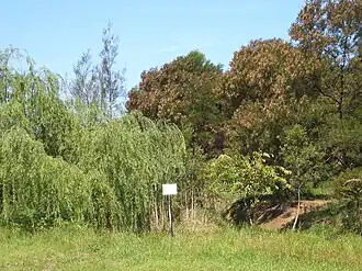 Potts Hill bushland