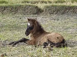 Gayo breed foal