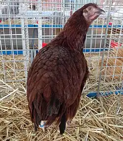 Red hen