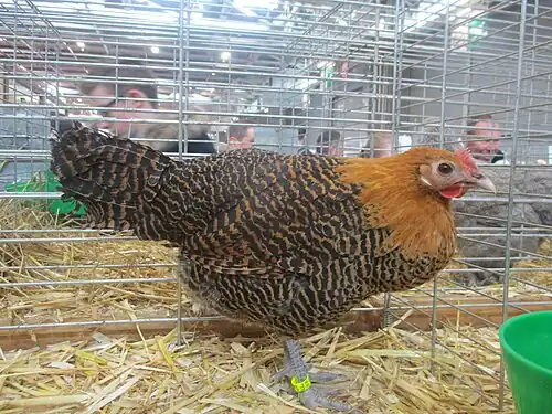 Golden bantam hen