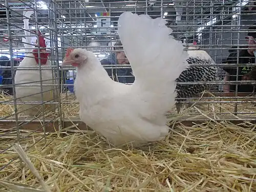 White hen