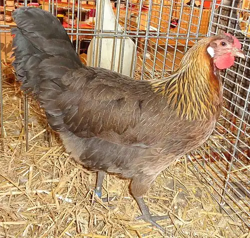 Black breasted red hen