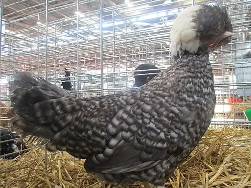 White-crested barred hen