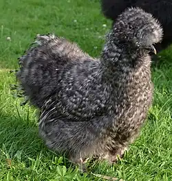 The cuckoo